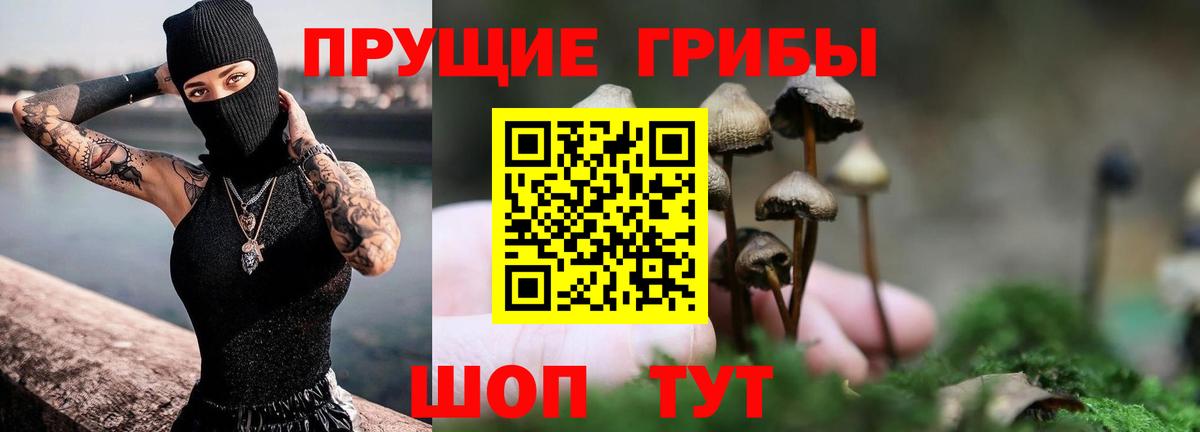 Псилоцибиновые грибы Cubensis Прохладный